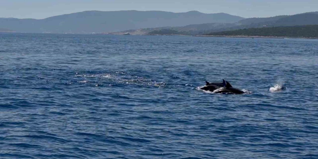Muğla Valisi Akbıyık’ı denizde yunuslar karşıladı
