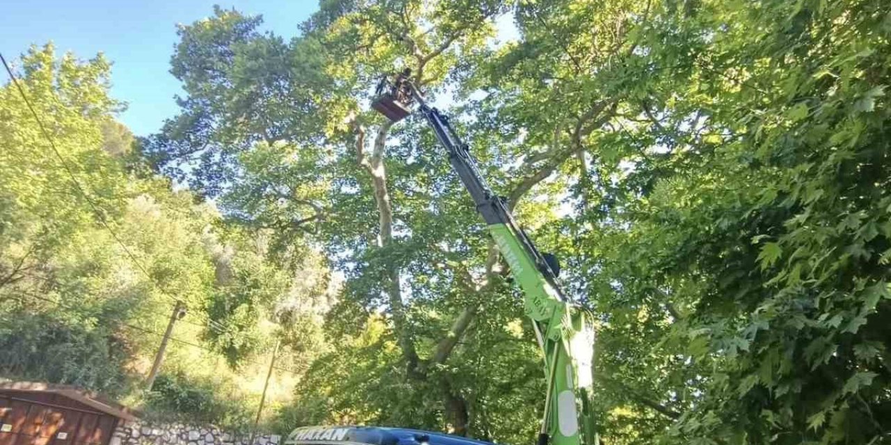 Karacasu’daki anıt ağaçlar yaz dönemine hazırlandı