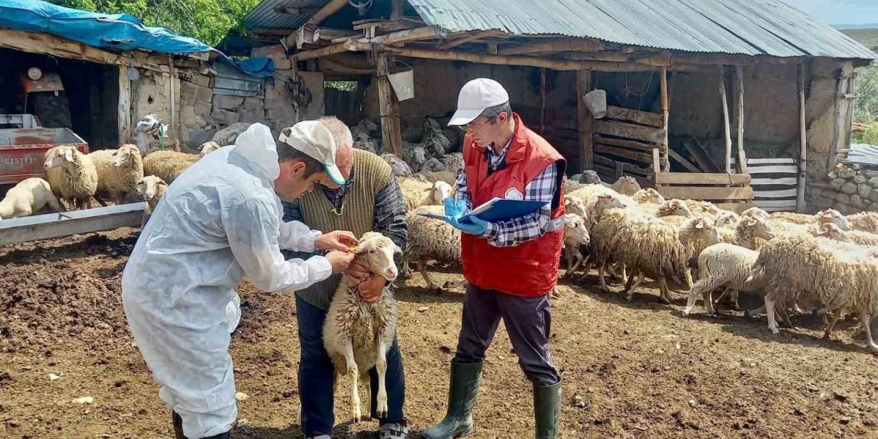 ’Halk Elinde Küçükbaş Hayvan Islahı Projesi’nde doğan kuzular tespit edildi