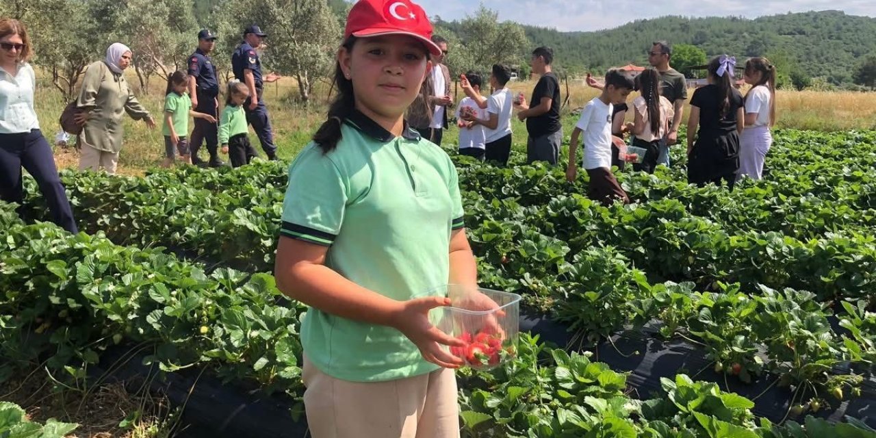 Yatağan’da ’Gençlik Yılı’ kapsamında çilek hasadı yapıldı