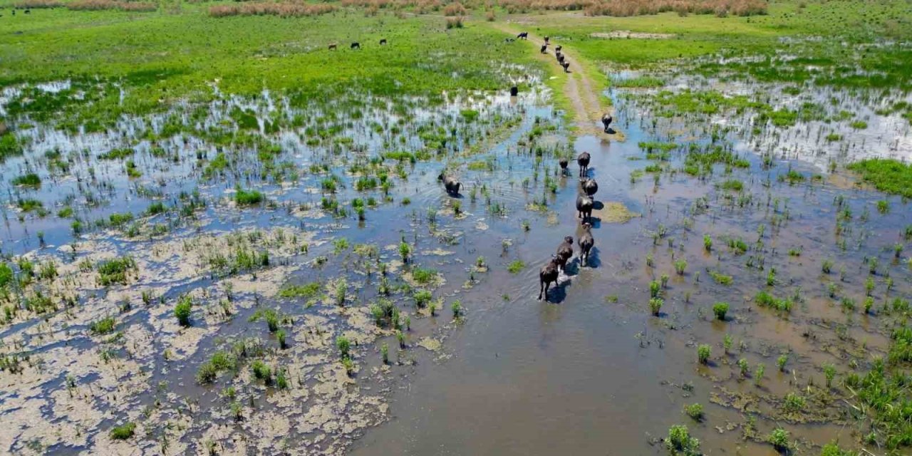Eber Gölü’nde oluşan manzara Serengeti Parkı’nı aratmadı