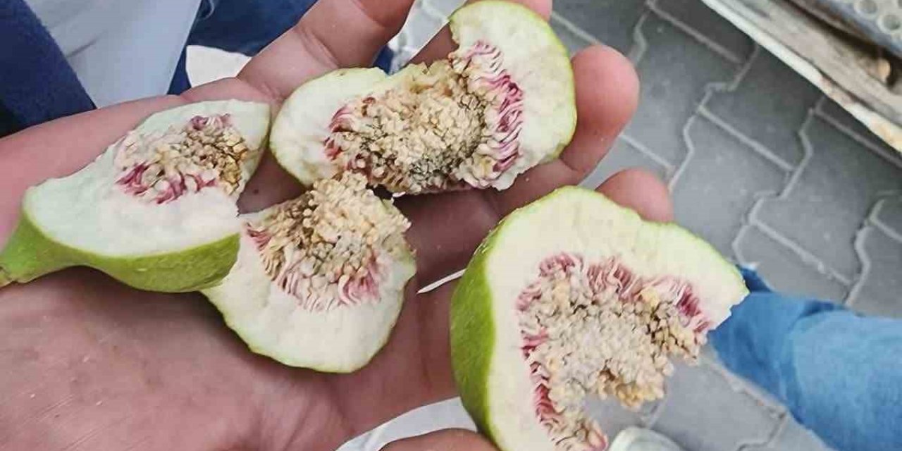 Buharkent’te üreticiler ’belgesiz ilek’ kullanımına karşı uyarıldı
