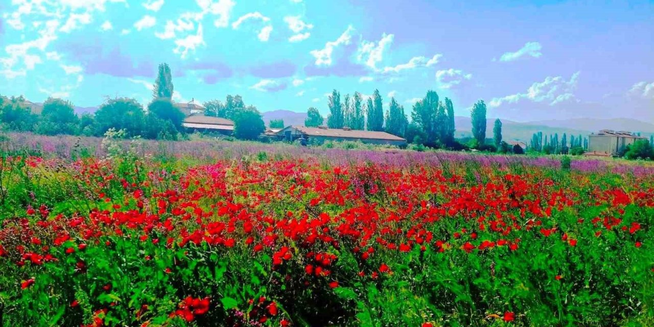 Hisarcık’ta hazeran otu ve gelinciklerin oluşturduğu renk cümbüşü büyülüyor
