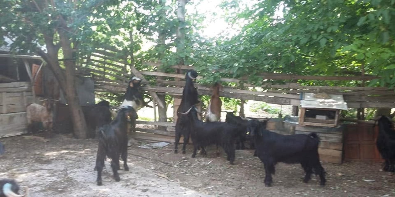 Gediz Akdağ’da Yörüklerin yayla göçü başladı