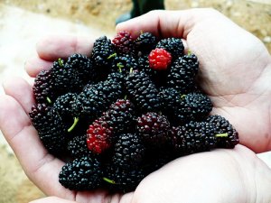 Yaşlanmayı Önlemek İçin Karadut Yiyin