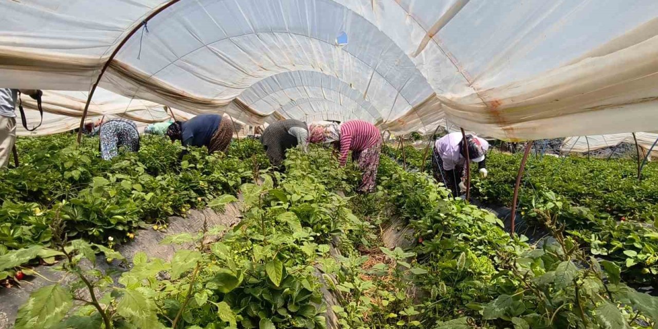 Aydın’da kavurucu sıcakta çilek mesaisi