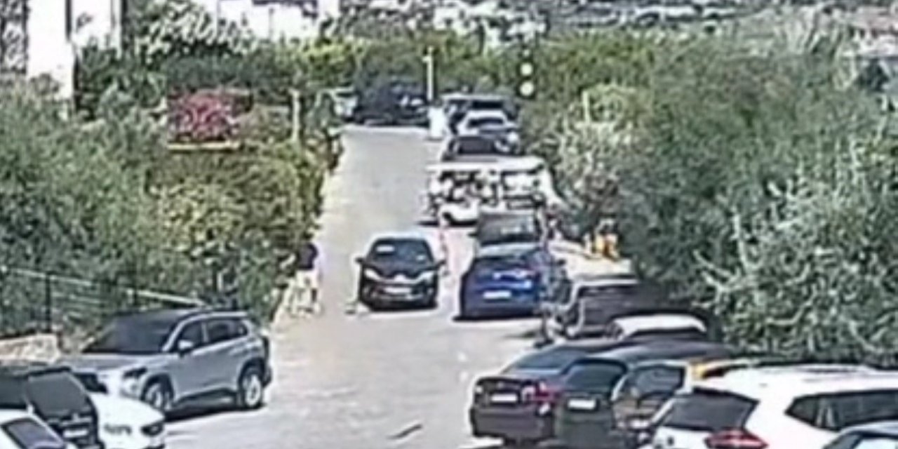 Bodrum’daki köpek davasında sanık beraat etti