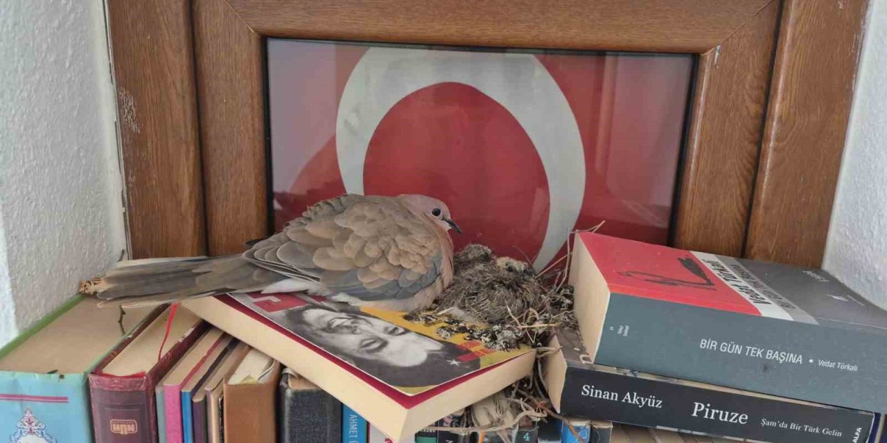 Datça’da kumrular bir evin kitaplığına yuva yaptı