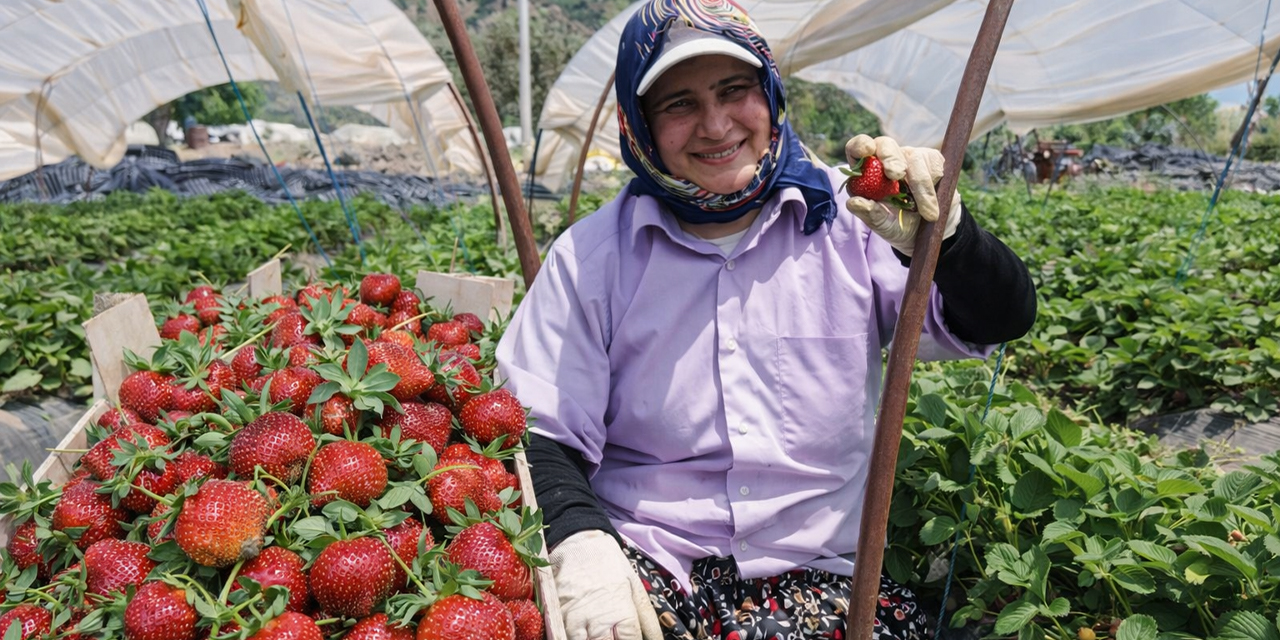 Aydın’da kavurucu sıcakta çilek mesaisi