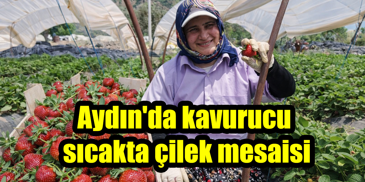 Aydın’da kavurucu sıcakta çilek mesaisi