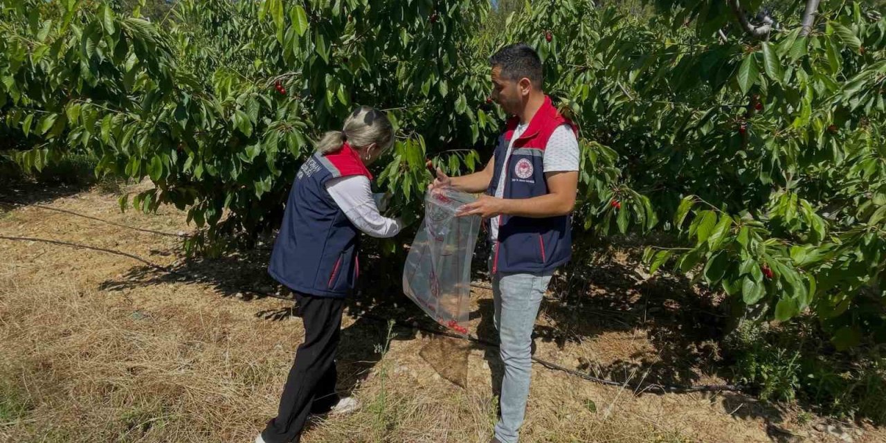 Söke’de kiraz bahçeleri denetlendi, numuneler alındı