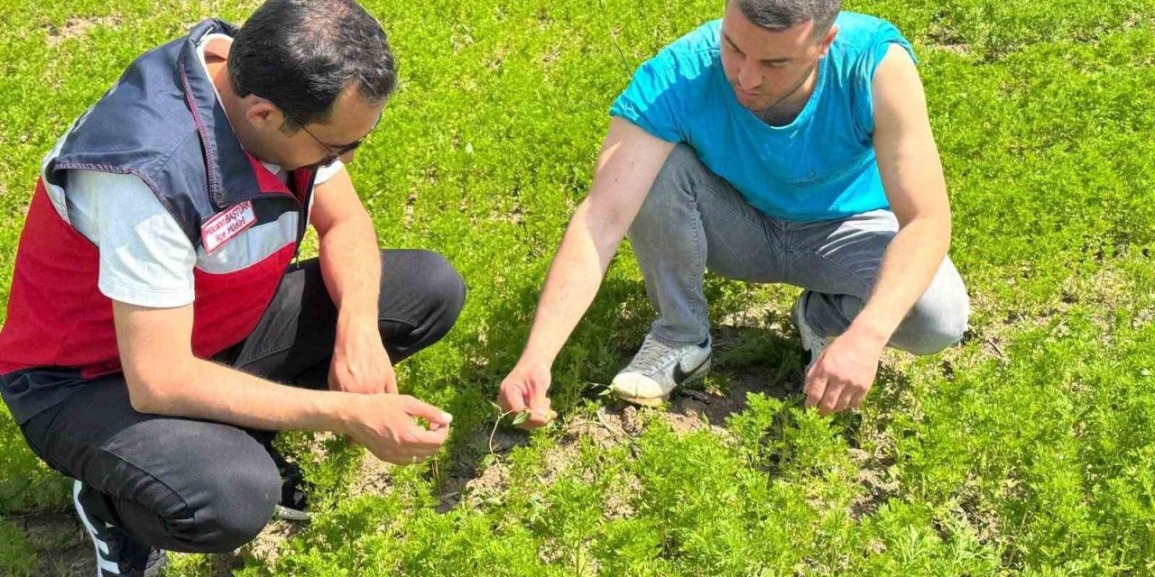 Çavdarhisar’da çörek otu üretim alanlarında kontrol
