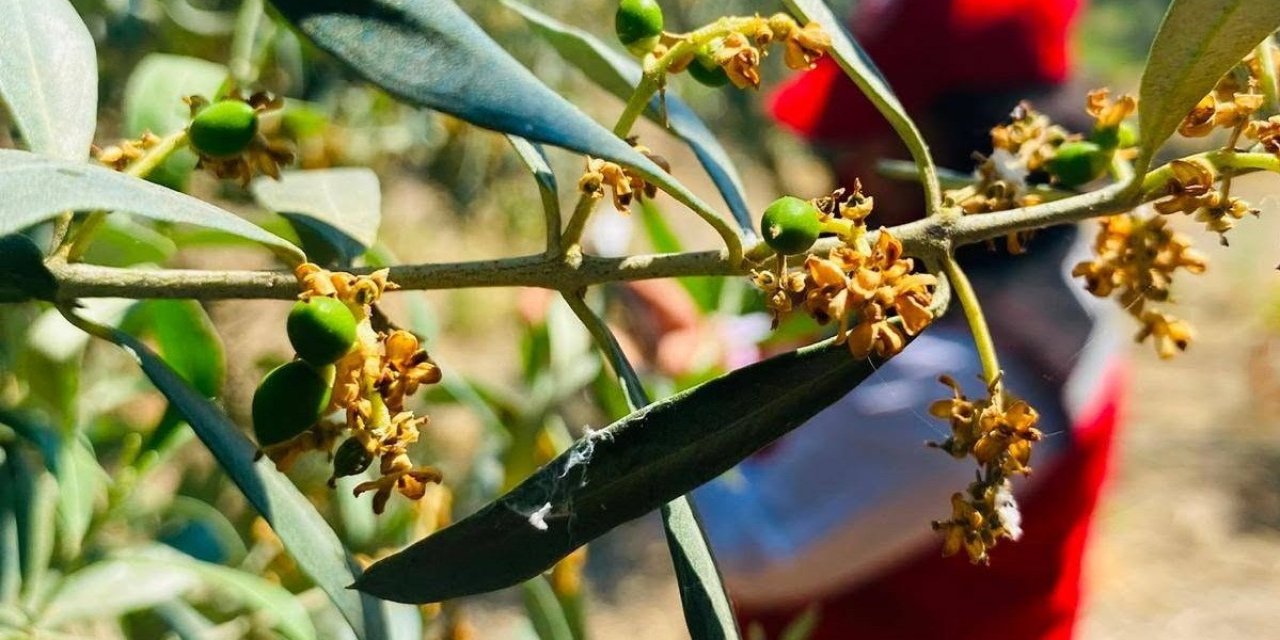 Salihli’de zeytin güvesi alarmı