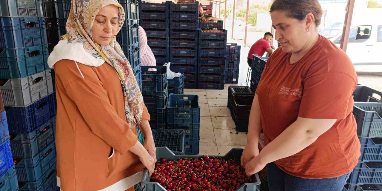 25 yıl önce dikilen kiraz fidanları Selendi’yi Avrupa’ya taşıdı