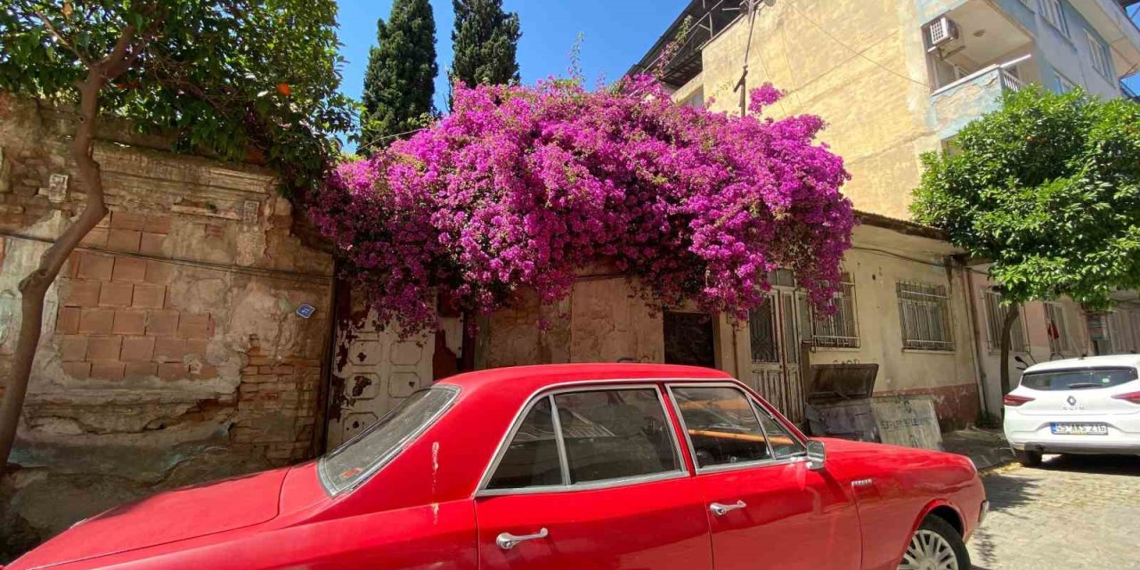 Aydın’ın cadde ve sokakları çiçek açtı
