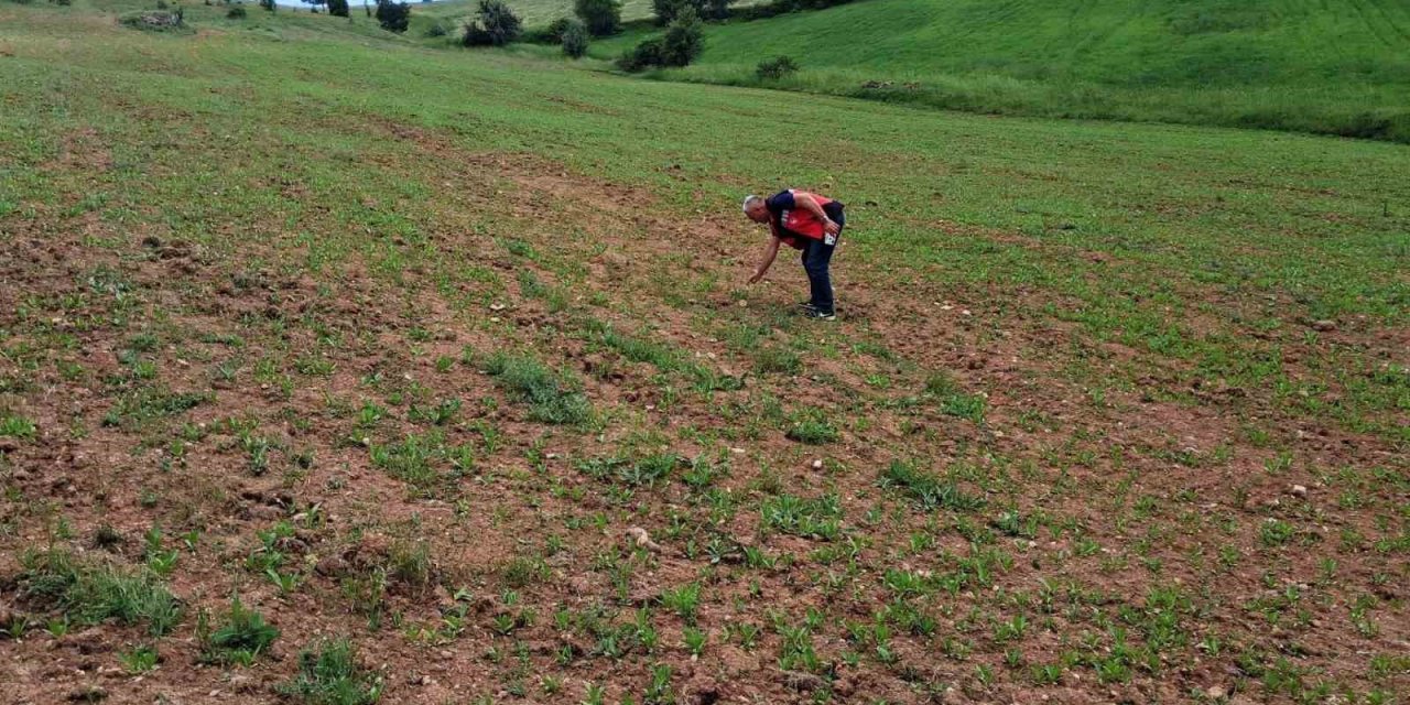 Simav’da aspir ekili alanlarda kontroller gerçekleştirildi