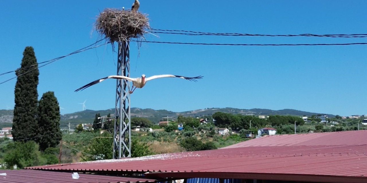Uzun aradan sonra Kuşadası’na yuvalanan leylek çiftinin yuvası havadan görüntülendi