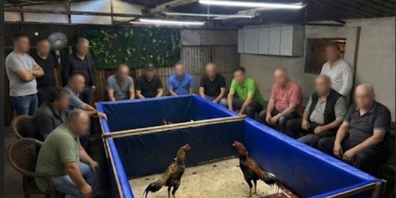 İzmir’de horoz dövüşü operasyonu: Çiftlik mühürlendi, 130 bin lira ceza kesildi