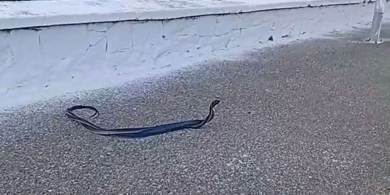 Bozdoğan’da yılanların çiftleşme dansı kamerada