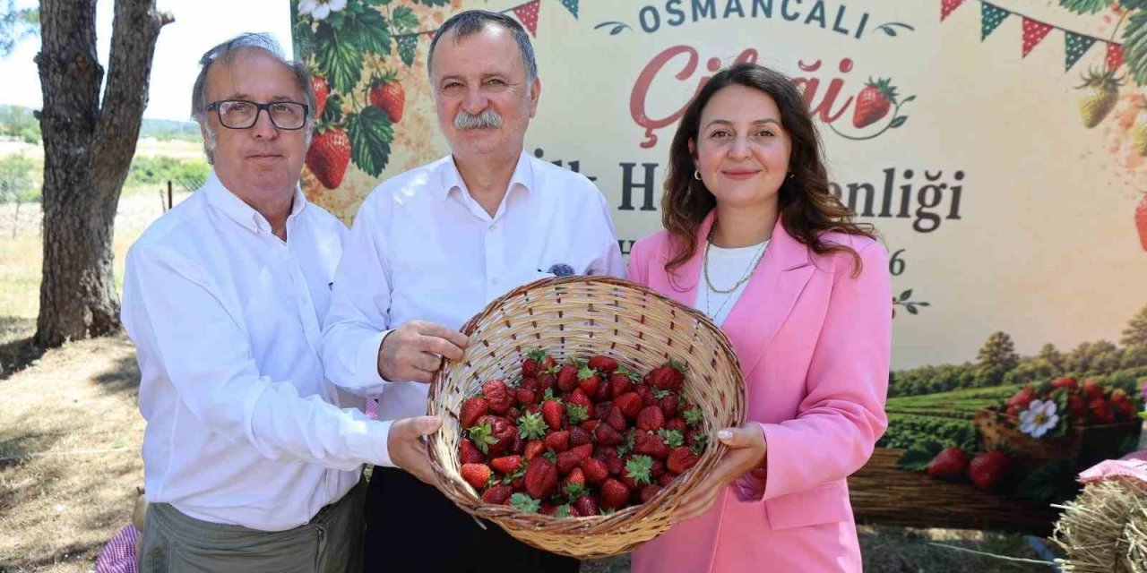 Osmancalı Çileği’nin ilk hasadı şenlikle yapıldı