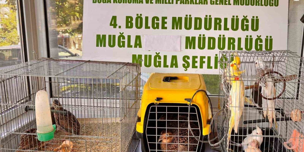 Muğla’da CİMER’e yapılan şikayet, kaçak hayvan ticaretini ele verdi