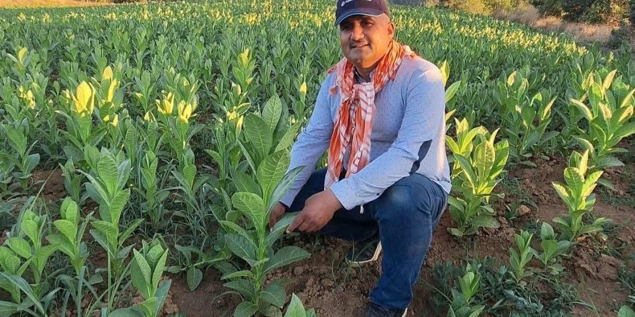 Sarıgöl’de tütün kırımı başladı