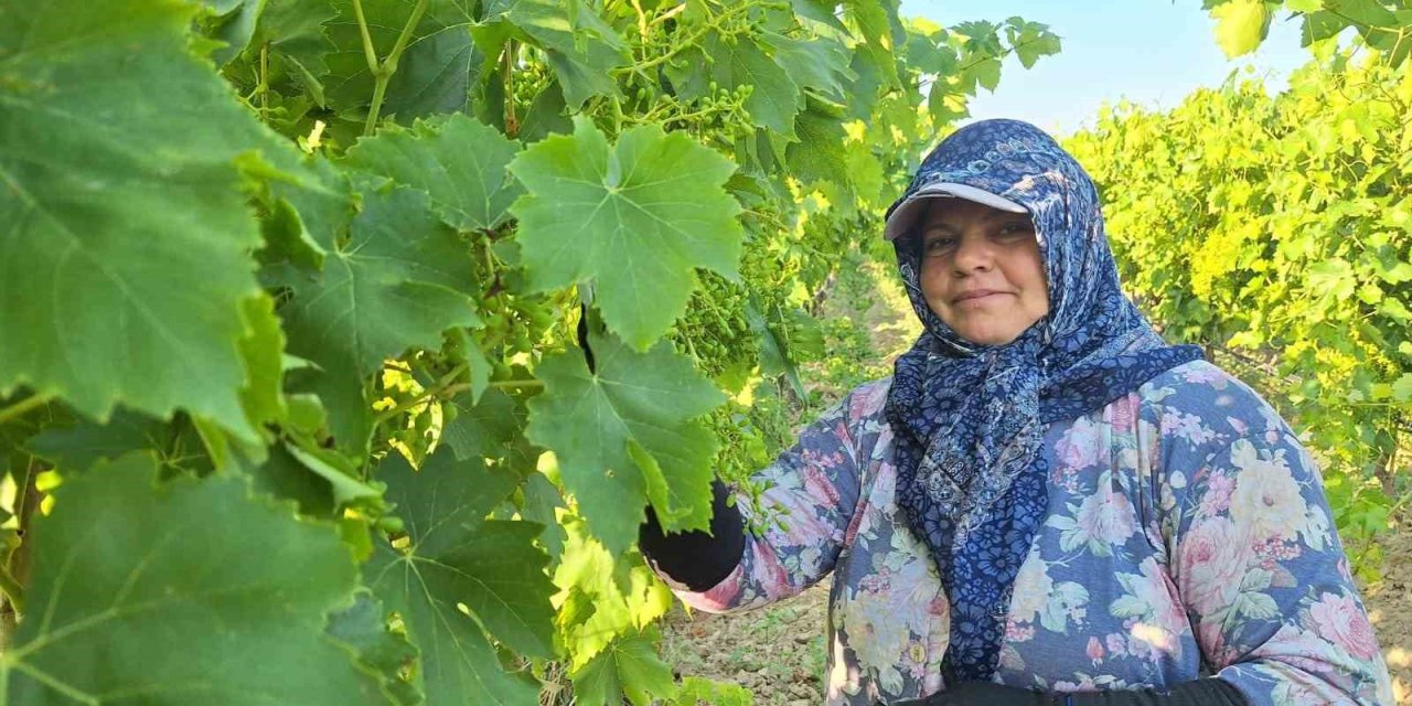 Sarıgöl’de üzüm bağlarında imece mesaisi