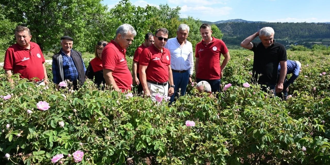 Çardak’ta gül hasadı başladı