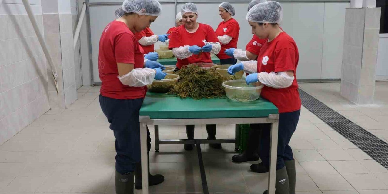 Tarımsal Ürün Fabrikası ile kadınlar üretiyor Efeler kazanıyor