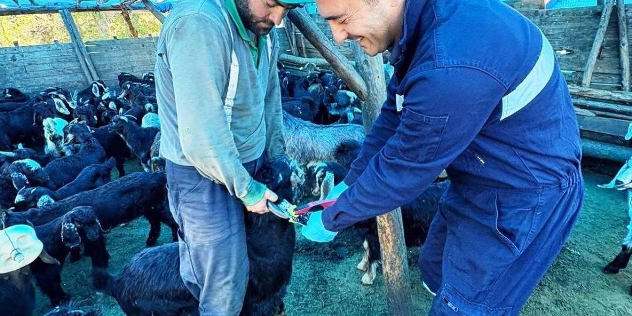 Simav’da küçükbaş hayvanlara aşılama ve küpeleme çalışması