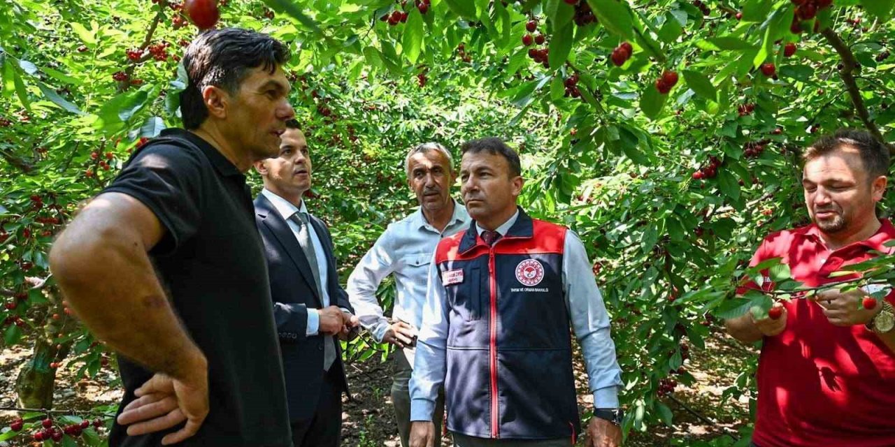 Honaz’da kiraz hasadı başladı