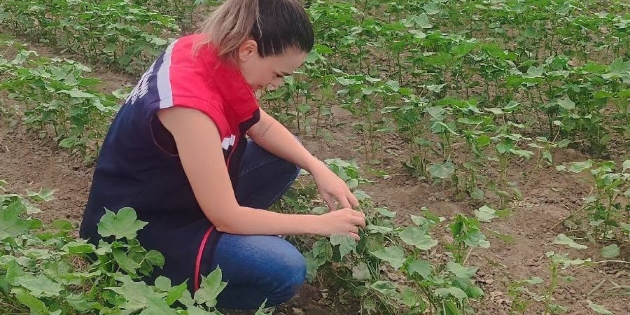 Didim’de pamuğun gelişimi takip edildi