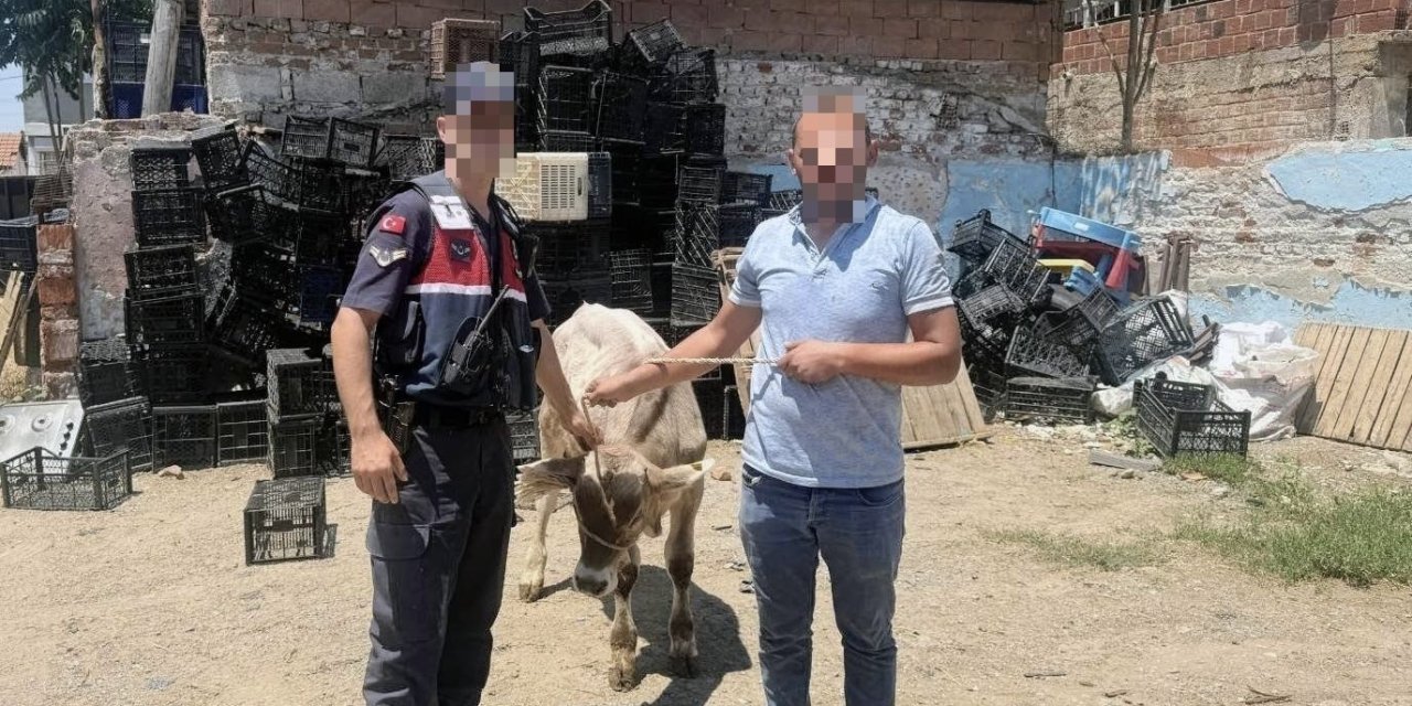 Ahırdan çalınan büyükbaş hayvan bulundu