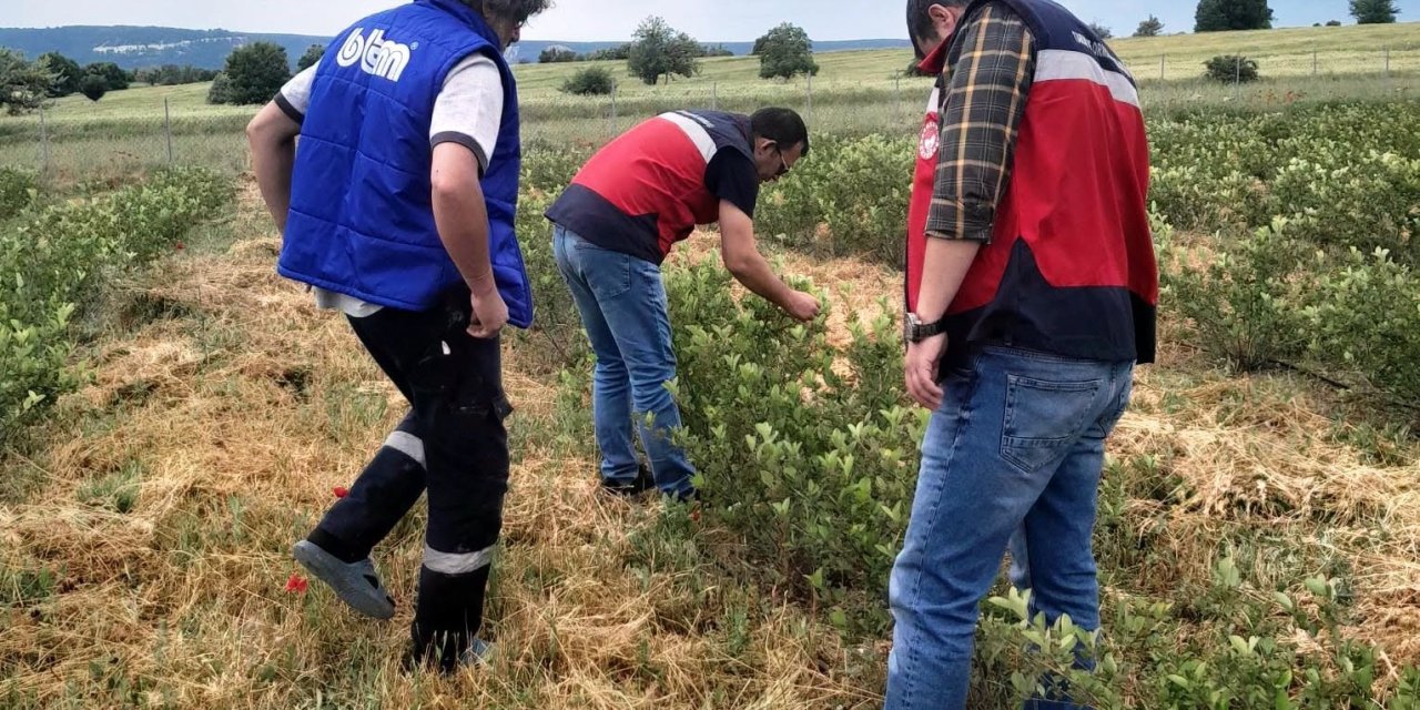 Domaniç’te aronya üretimine yönelik teknik çalışmalar sürüyor