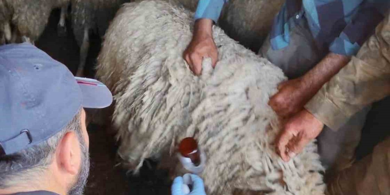 Bolvadin’de küçükbaş hayvanlara yönelik aşılama ve küpeleme çalışması