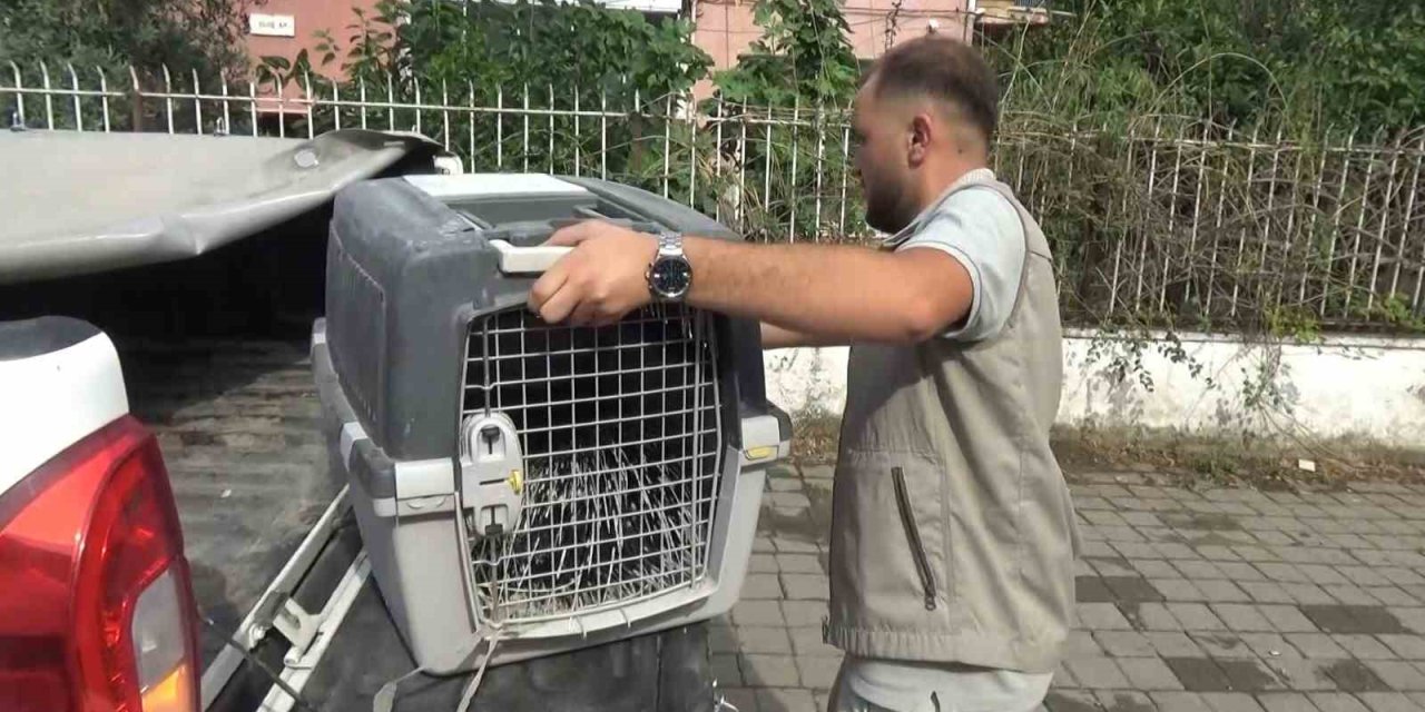 Aydın’da oklu kirpi operasyonu