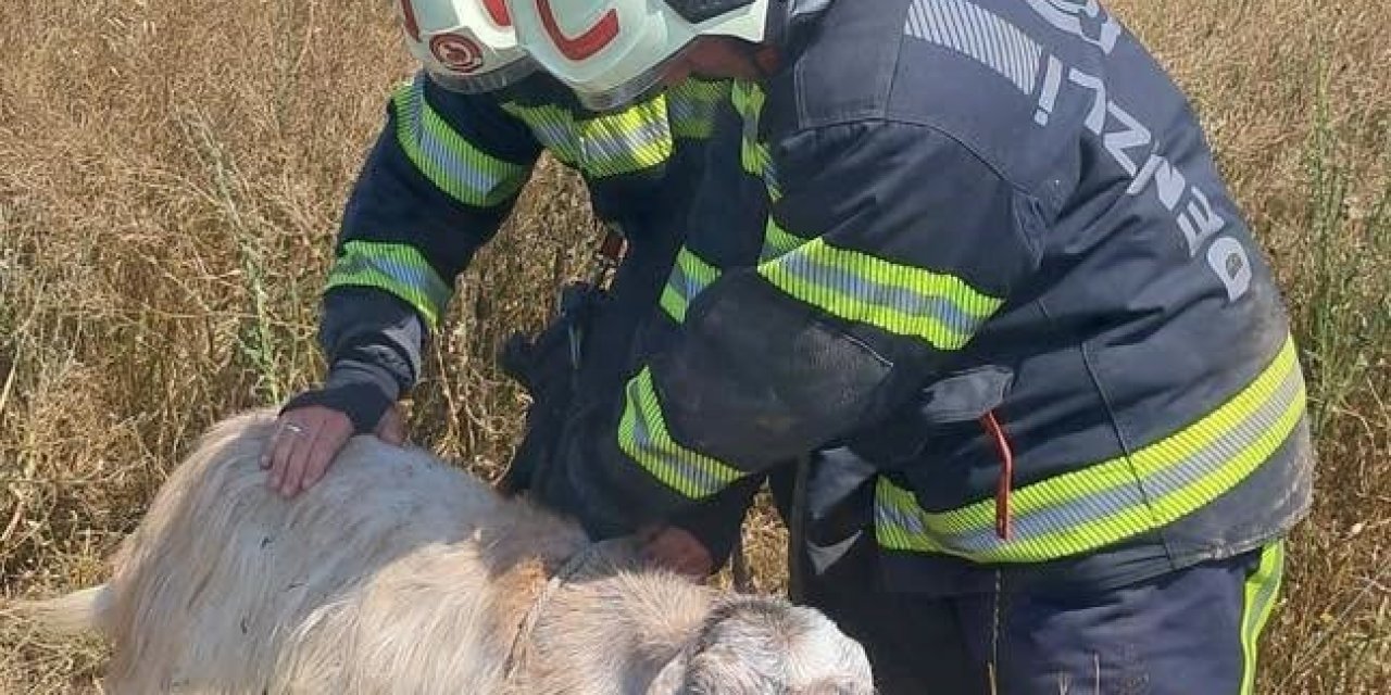 Denizli’de kuyuya düşen koyunları itfaiye kurtardı