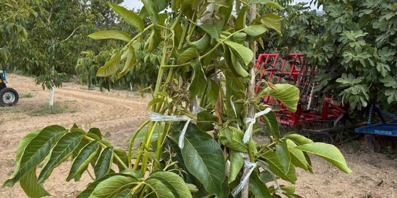 Koçarlı’da cevizde çeşit değiştirme aşısı başarıya ulaştı