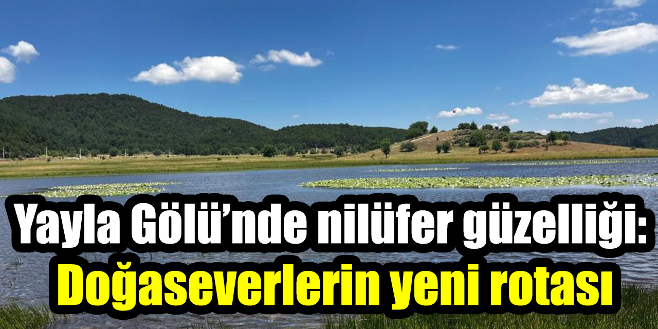 Yayla Gölü’nde nilüfer güzelliği: Doğaseverlerin yeni rotası