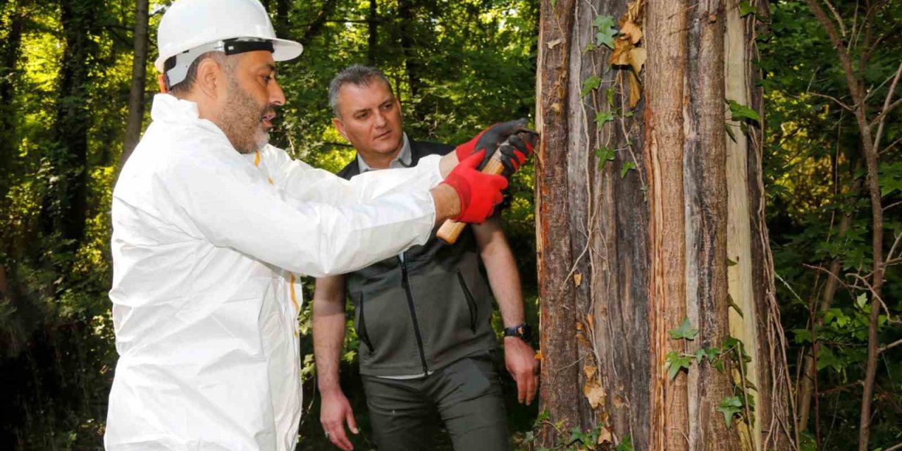 Muğla’daki Sığla ormanlarından 1 ton Sığla yağı üretimi bekleniyor