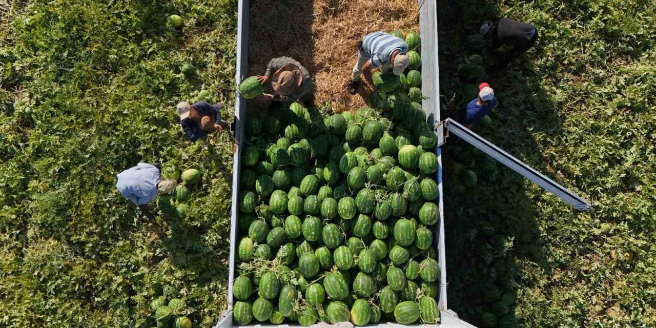 Aydın karpuzu için gün doğmadan sıraya giriyorlar