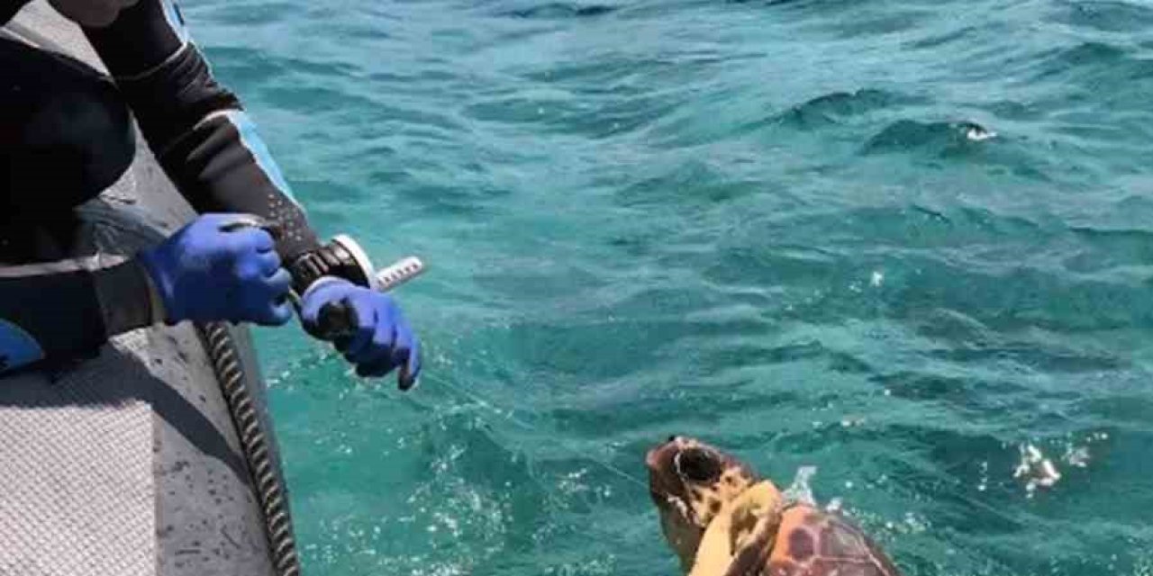 Ağa takılan deniz kaplumbağasını dernek görevlileri kurtardı