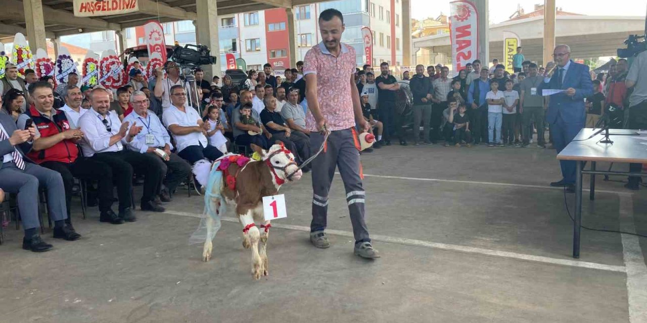 Otuz buzağı arasından en güzeli seçildi