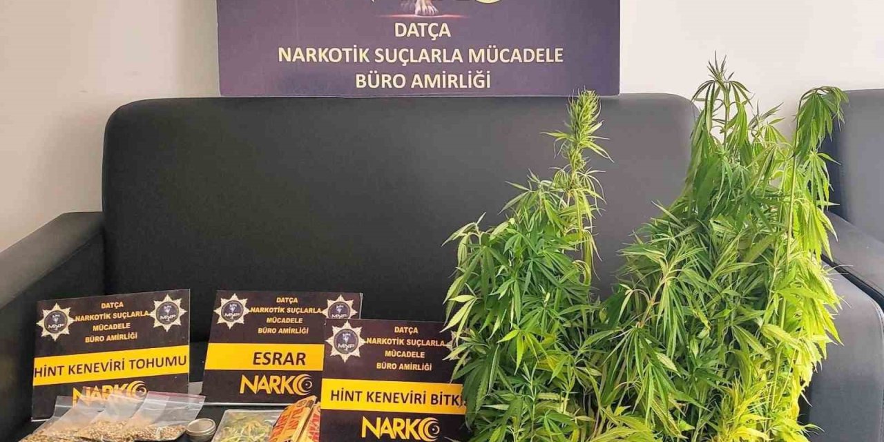 Datça’da uyuşturucu operasyonu: 200 kök Hint keneviri ele geçirildi, 1 tutuklama