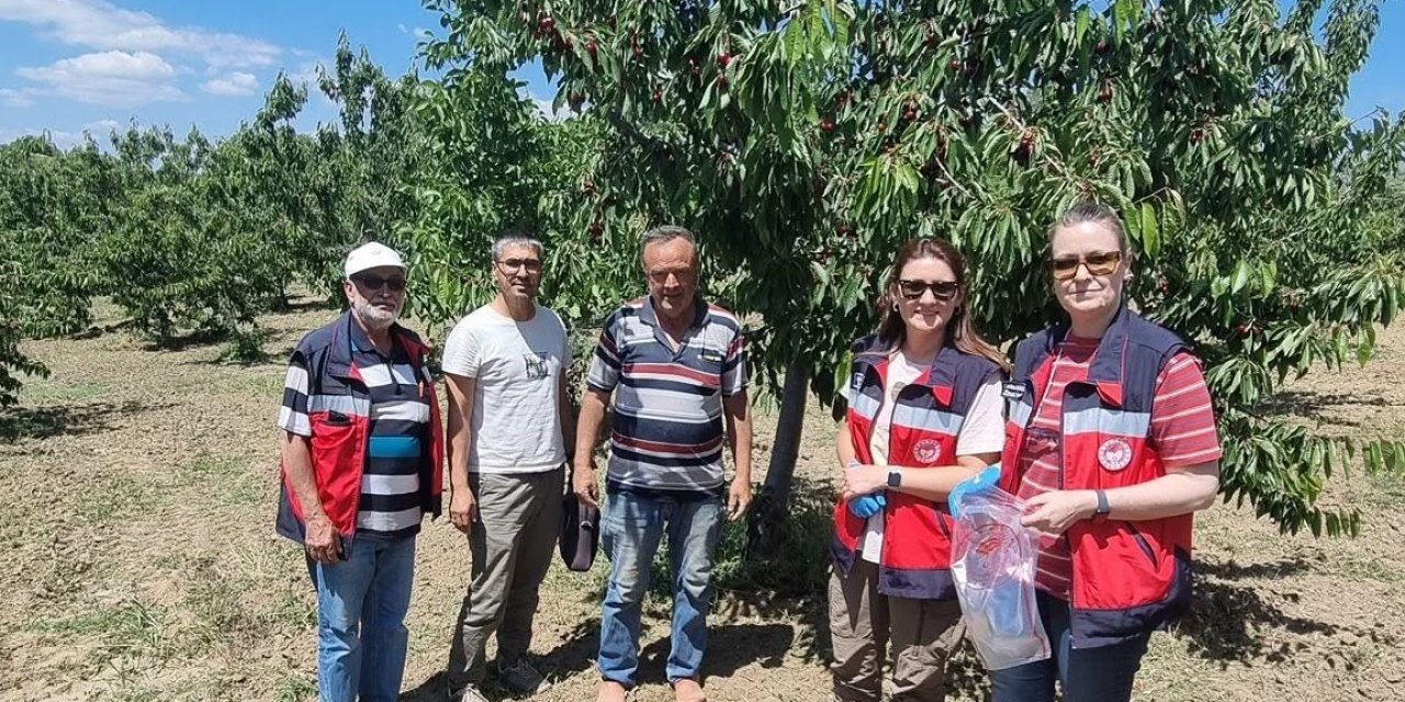 Kütahya’da kirazda hasat öncesi pestisit denetimleri başladı