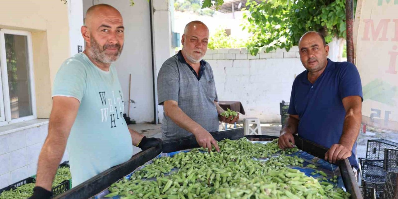 Aydın’ın bamyası Türkiye’nin dört bir yanına gönderiliyor