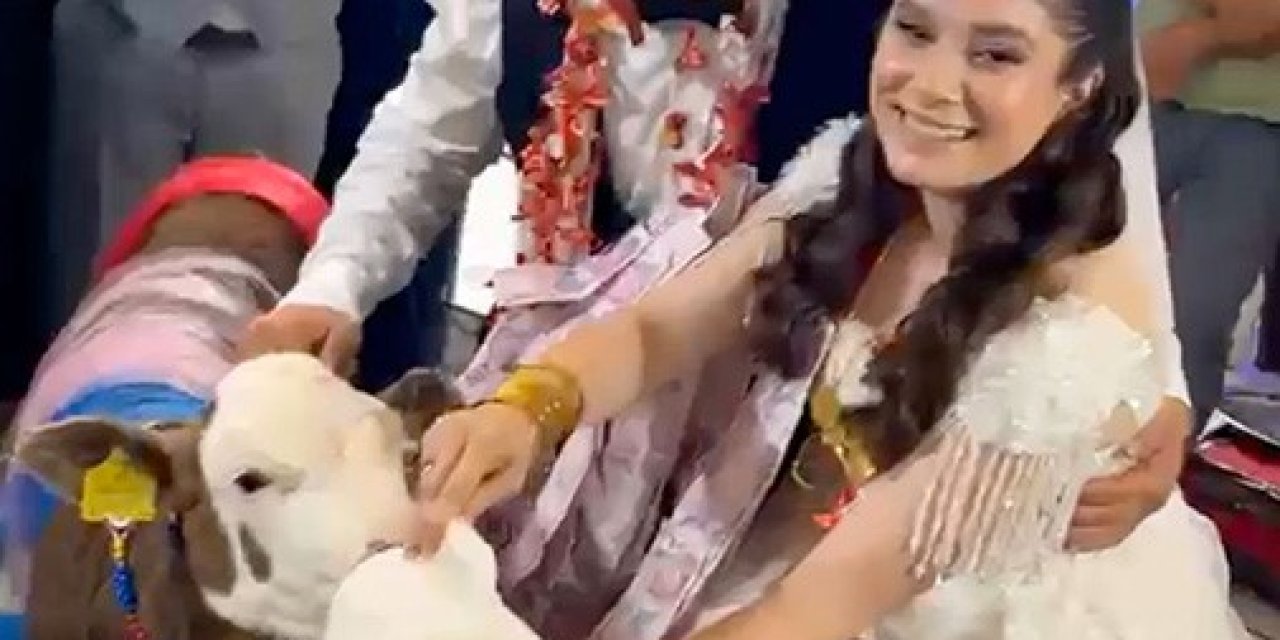 Takı merasiminde altın yerine dişi buzağı hediye edildi