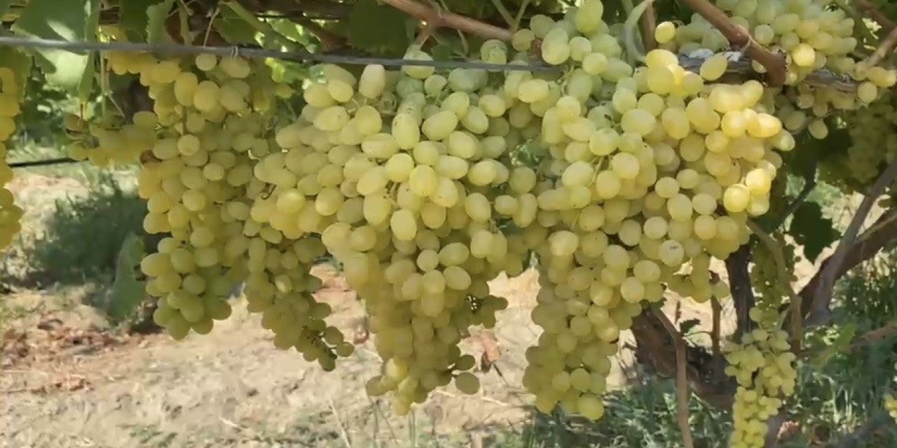 Alaşehir’de çiftçilere son uyarı