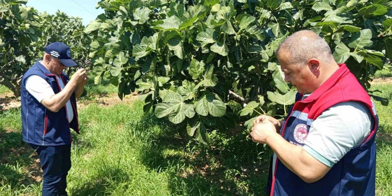 Kuyucak’ta incir üreticilerine zararlı uyarısı