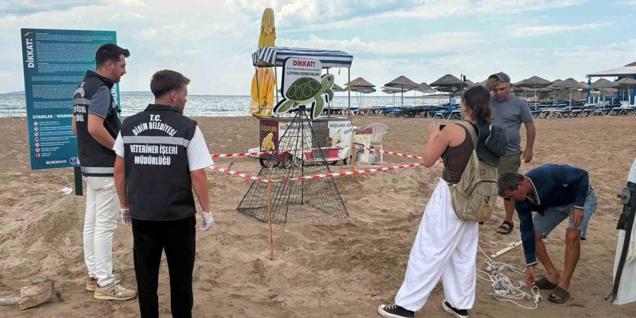 Didim Belediyesi ekiplerinin zamanında müdahalesi caretta carettayı kurtardı